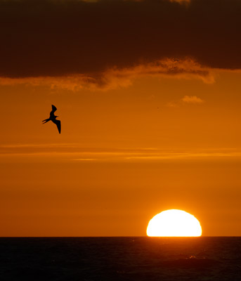 Magnificent Frigatebird (Fregata magnificens) photo image