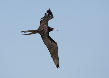 Magnificent Frigatebird (Fregata magnificens) photo image