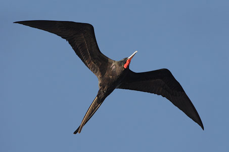 Magnificent Frigatebird (Fregata magnificens) photo image