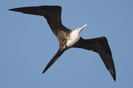 Magnificent Frigatebird (Fregata magnificens) photo image
