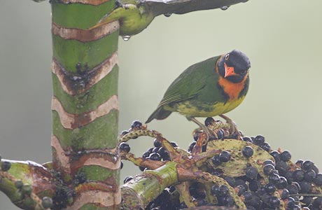 Orange-breasted Fruiteater (Pipreola jucunda) photo image