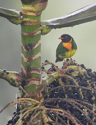 Orange-breasted Fruiteater (Pipreola jucunda) photo image