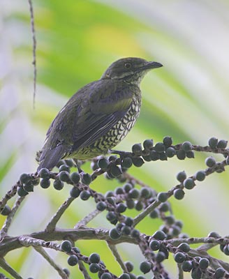 Scaled Fruiteater (Ampelioides tschudii) photo image