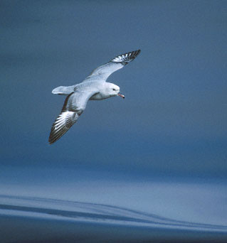 Southern Fulmar (Fulmarus glacialoides) photo image