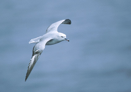 Southern Fulmar (Fulmarus glacialoides) photo image