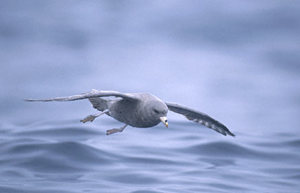 Northern Fulmar (Fulmarus glacialis) photo image