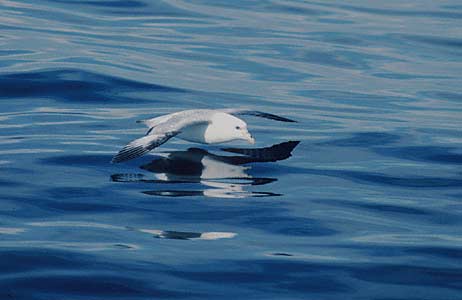 Northern Fulmar (Fulmarus glacialis) photo image