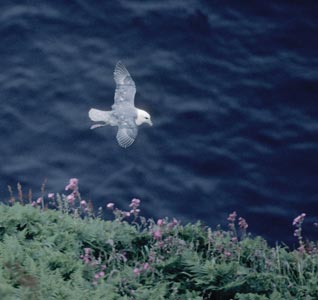 Northern Fulmar (Fulmarus glacialis) photo image