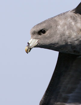 Northern Fulmar (Fulmarus glacialis) photo image