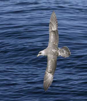 Northern Fulmar (Fulmarus glacialis) photo image