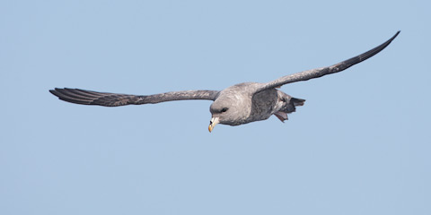 Northern Fulmar (Fulmarus glacialis) photo image