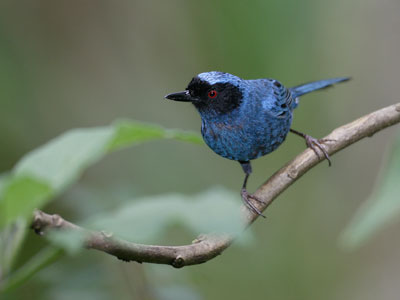 Masked Flowerpiercer (Diglossa cyanea) photo image