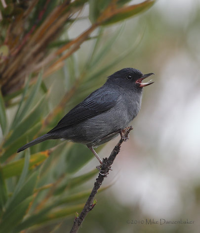 Slaty Flower-Piercer (Diglossa plumbea) photo