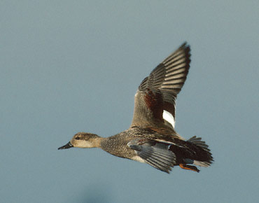 Gadwall (Anas strepera) photo image