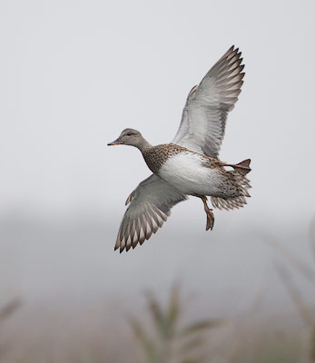 Gadwall (Anas strepera) photo image