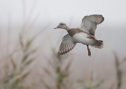 Gadwall (Anas strepera) photo image