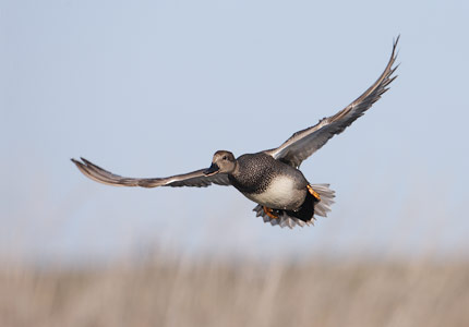Gadwall (Anas strepera) photo image