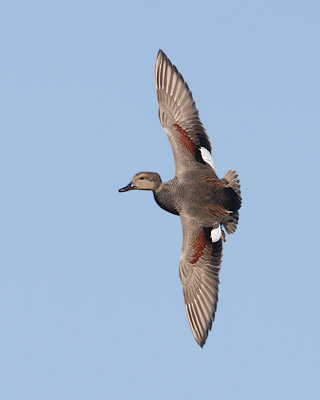 Gadwall (Anas strepera) photo image