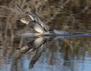 Gadwall (Anas strepera) photo image