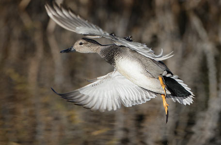 Gadwall (Anas strepera) photo image