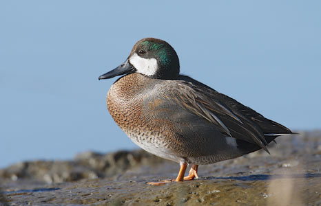 Gadwall (Anas strepera) photo image