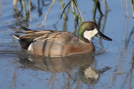 Gadwall (Anas strepera) photo image