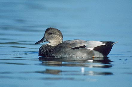 Gadwall (Anas strepera) photo image