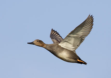 Gadwall (Anas strepera) photo image