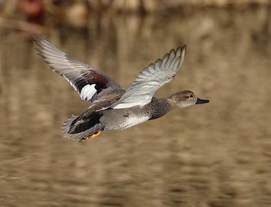 Gadwall (Anas strepera) photo image