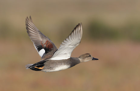 Gadwall (Anas strepera) photo image