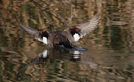 Gadwall (Anas strepera) photo image