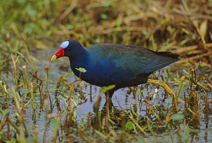 Purple Gallinule (Porphyrio martinica) photo image
