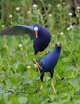 Purple Gallinule (Porphyrio martinica) photo image
