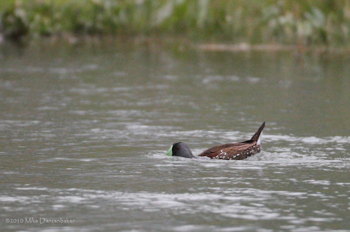 Spot-flanked Gallinule (Gallinula melanops) photo
