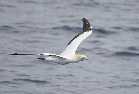 Australasian Gannet (Morus serrator) photo