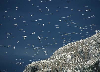 Northern Gannet (Morus bassanus) photo