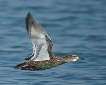 Garganey (Anas querquedula) photo image
