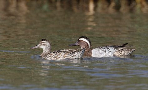 Garganey (Anas querquedula) photo image