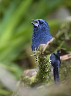 Blue-black Grosbeak (Cyanocompsa cyanoides) photo image