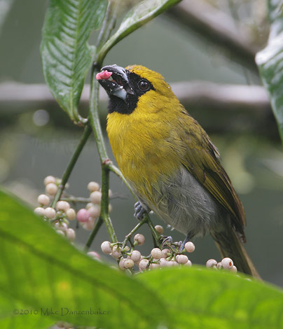 Black-faced Grosbeak (Caryothraustes poliogaster) photo