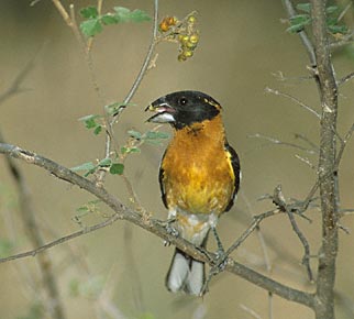 Black-headed Grosbeak (Pheucticus melanocephalus) photo image