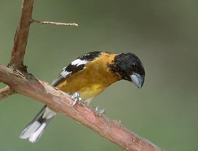 Black-headed Grosbeak (Pheucticus melanocephalus) photo image