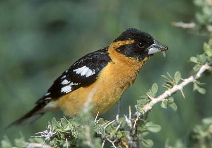 Black-headed Grosbeak (Pheucticus melanocephalus) photo image