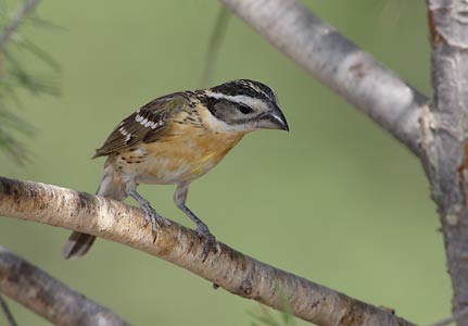 Black-headed Grosbeak (Pheucticus melanocephalus) photo image