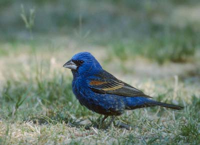 Blue Grosbeak (Passerina caerulea) photo image