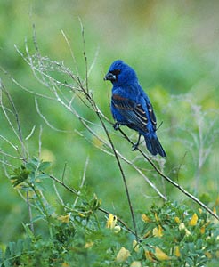 Blue Grosbeak (Passerina caerulea) photo image