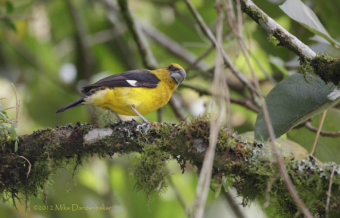 Black-thighed Grosbeak (Pheucticus tibialis) photo