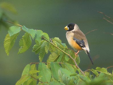 Chinese Grosbeak (Eophona migratoria) photo image