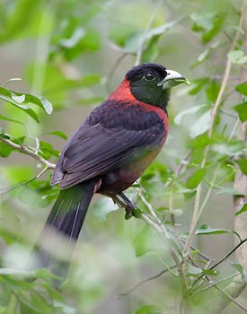Crimson-collared Grosbeak (Rhodothraupis celaeno) photo image