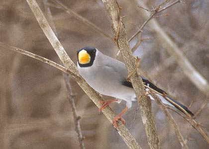 Japanese Grosbeak (Eophona personata) photo image